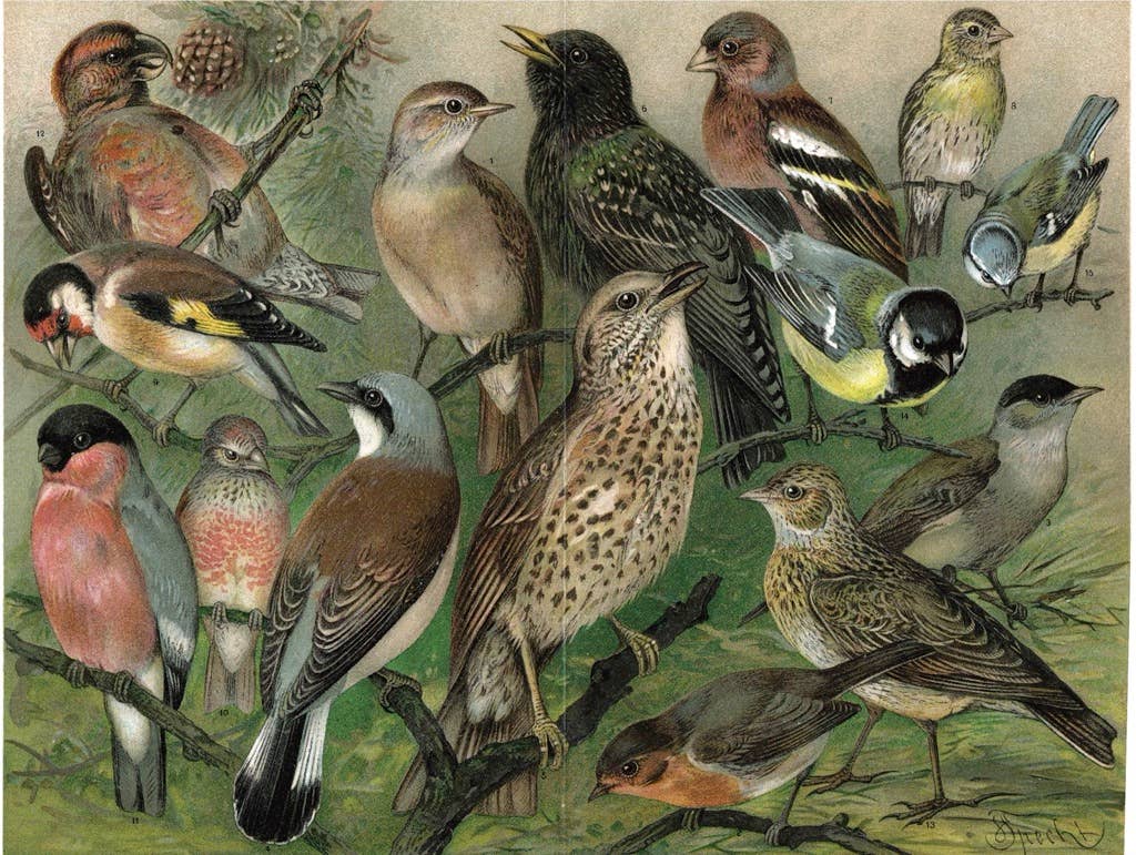 Songbirds - 1000 Piece Jigsaw Puzzle