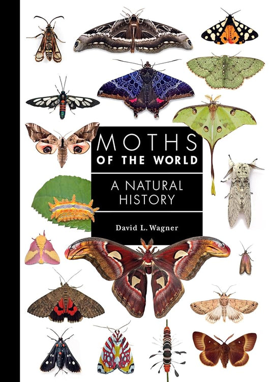 Moths of the World: A Natural History (A Guide to Every Family) cover image